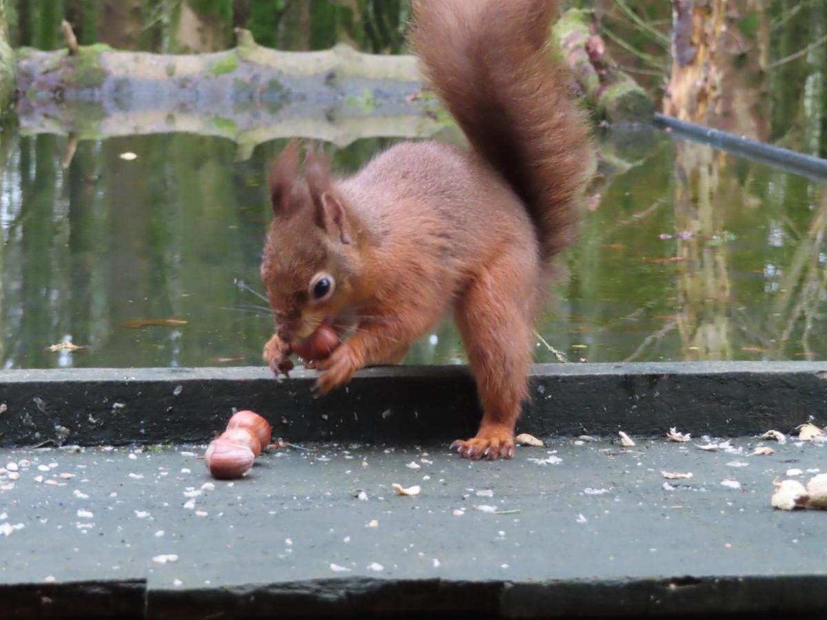 Barr Hill Woods B&B Kirkcudbright Luaran gambar